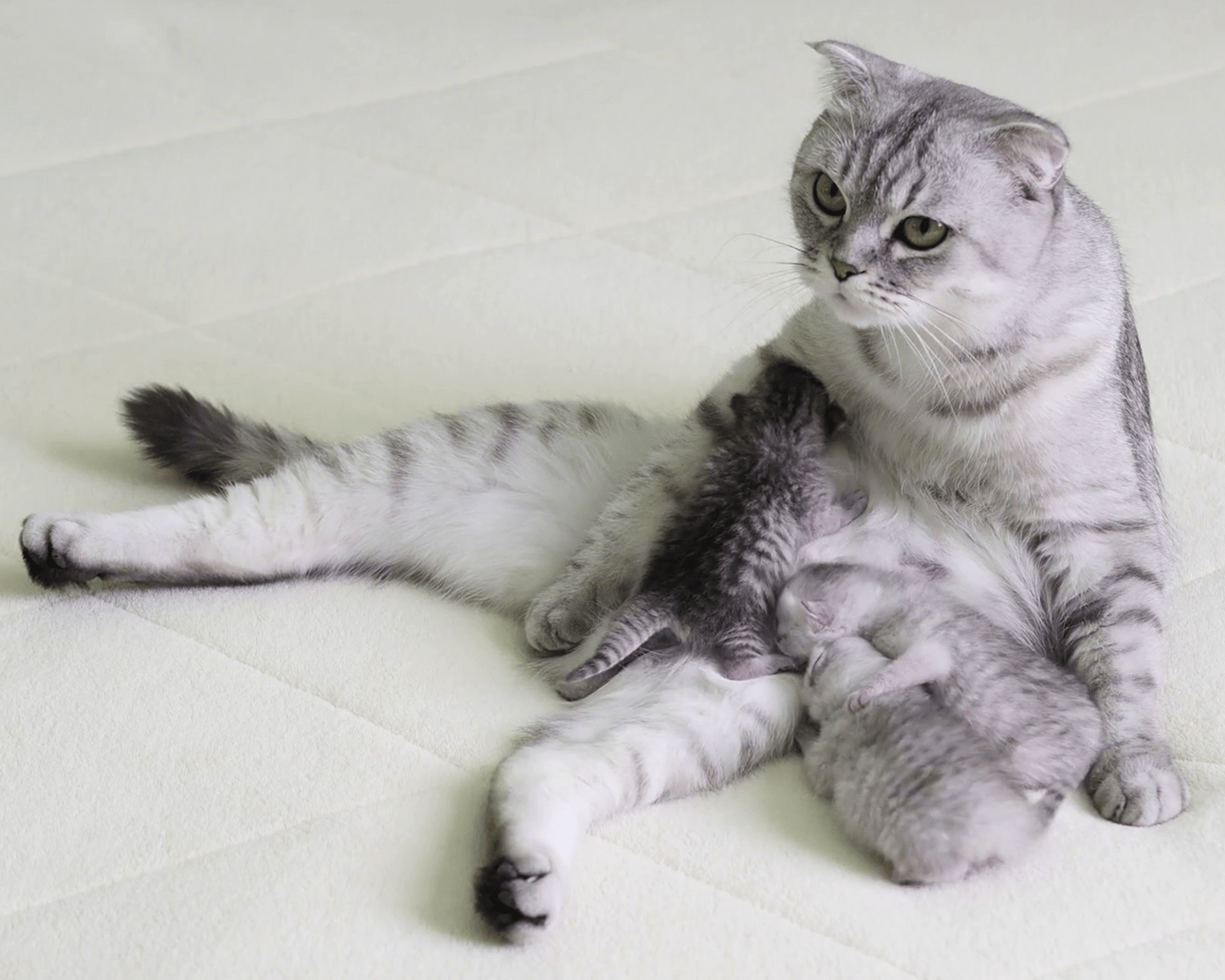Сколько беременны британские кошки. Остеохондродисплазия скоттиш фолд. Шотландская вислоухая кошка. Беременные кошки Шотландские вислоухие.