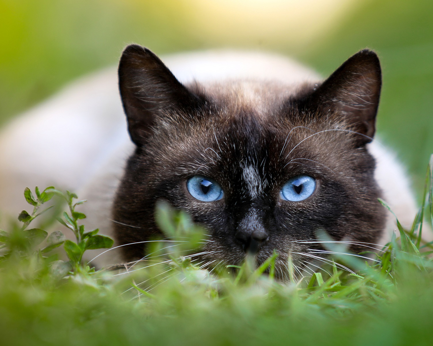 Сиамская кошка: описание, характер породы, цена котят, фото, отзывы и  болезни породы.