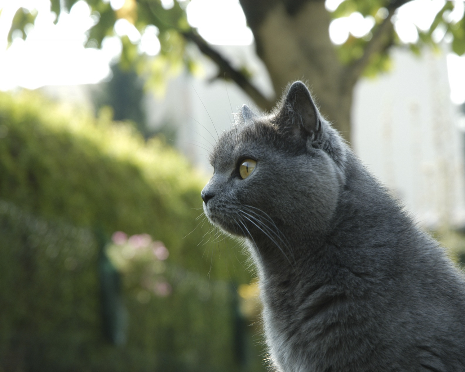 Шартрез - кошка спокойная и мягкая. Описание породы, характеристики, фото и  отзывы владельцев.