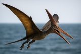 Птеродактиль Pterodactylus