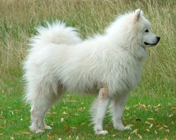 порода собак самоедская лайка описание породы
