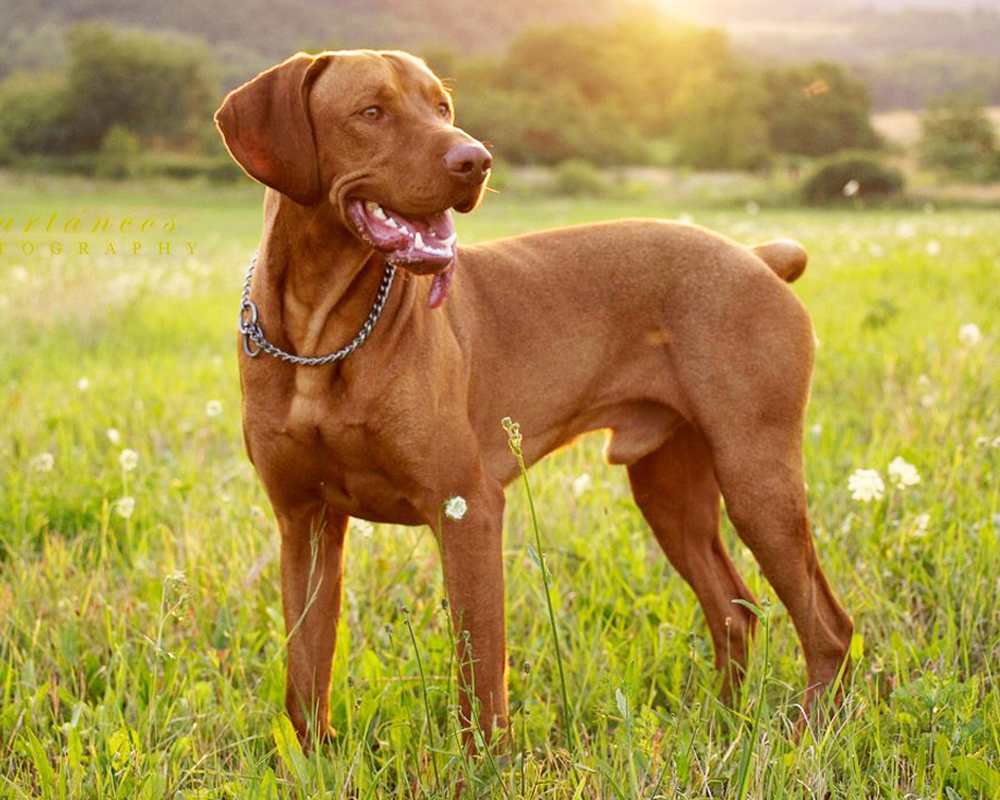Венгерская выжла (Vizsla) - это большая, активная и очень умная порода собак.  Фото, описание породы, отзывы.