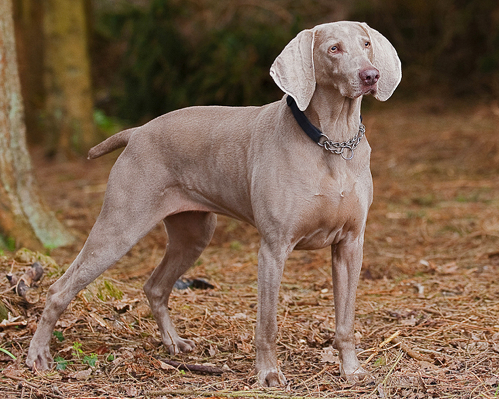 Веймаранер (Weimaraner) - это умная, трудолюбивая и дружелюбная порода собак.  Фото, описание и отзывы.