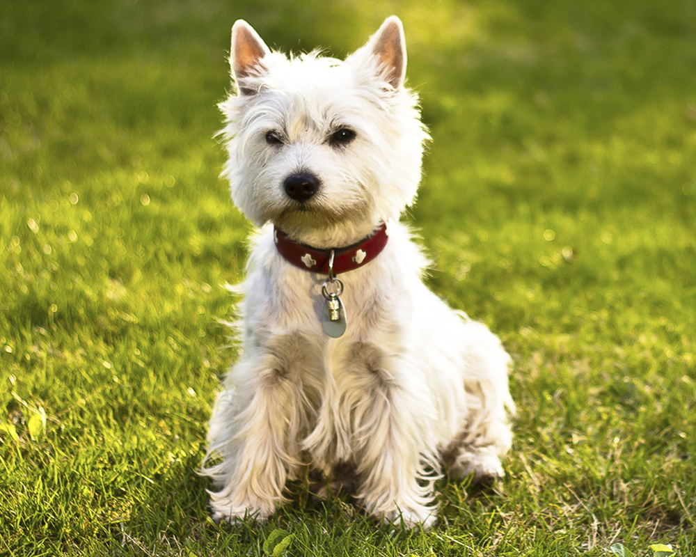 Вест хайленд терьер (West Highland White Terrier) - это веселая, игривая и  активная порода собак. Отзывы, описание и фото.