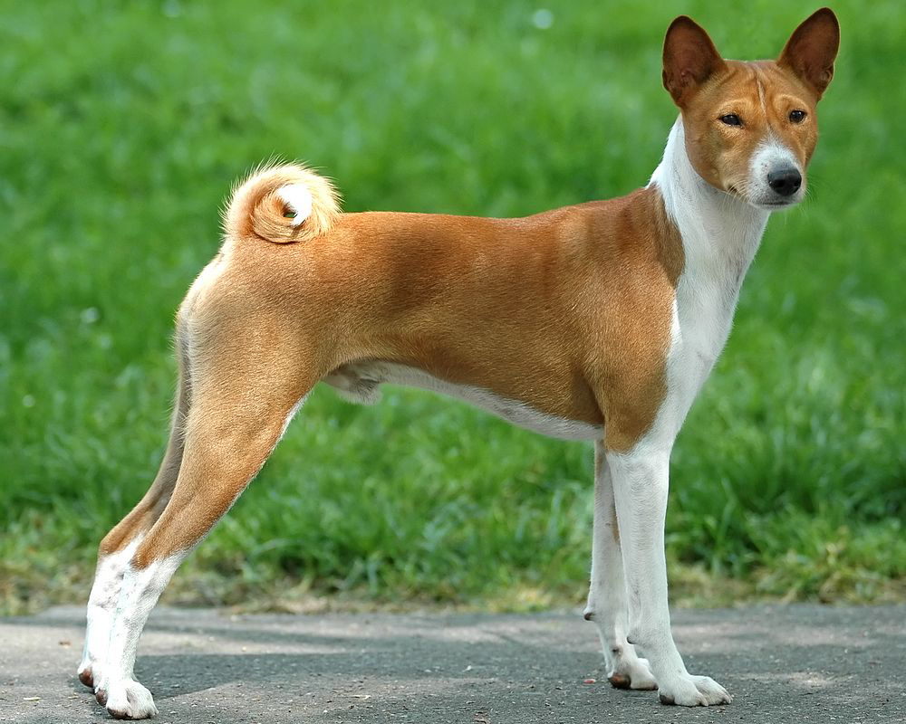 Басенджи (Basenji) - это очень умная, веселая и независимая порода собак.  Фото, описание, отзывы.