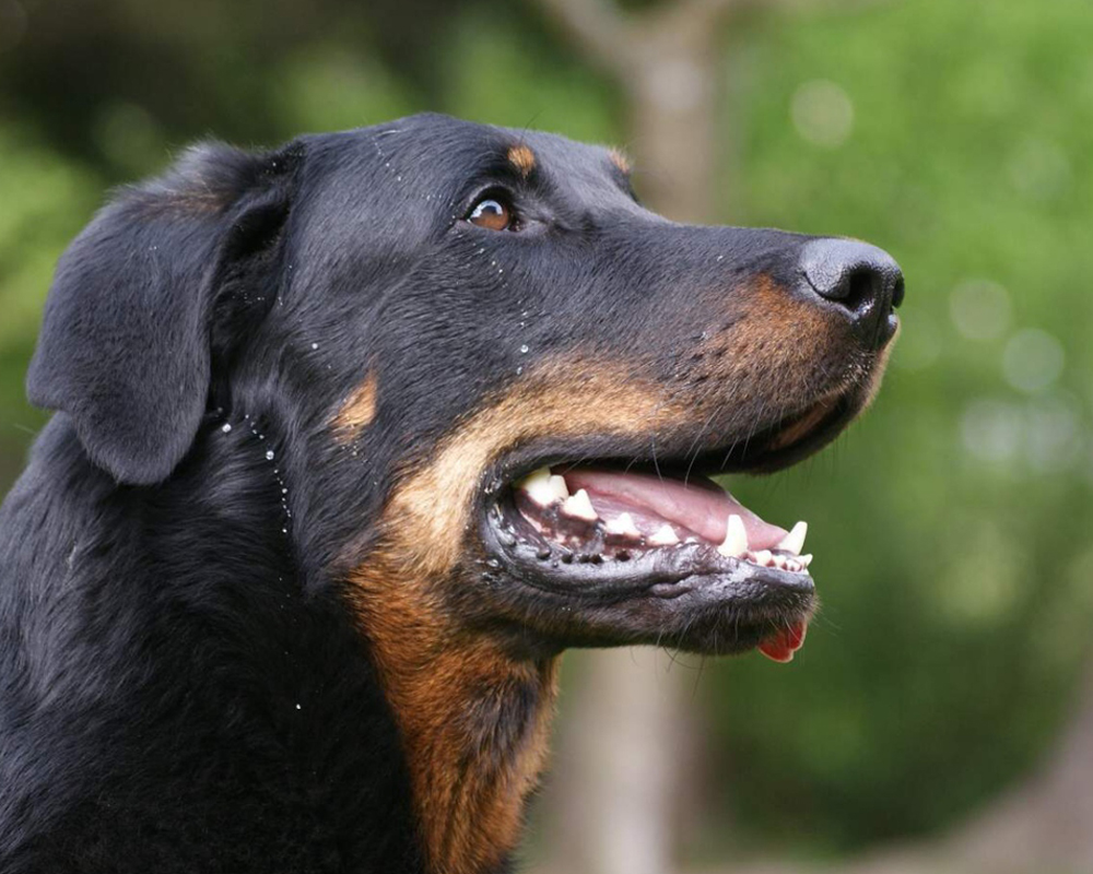 Босерон (Beauceron) - это умная, активная и очень смелая порода собак.  Фото, описание и отзывы.
