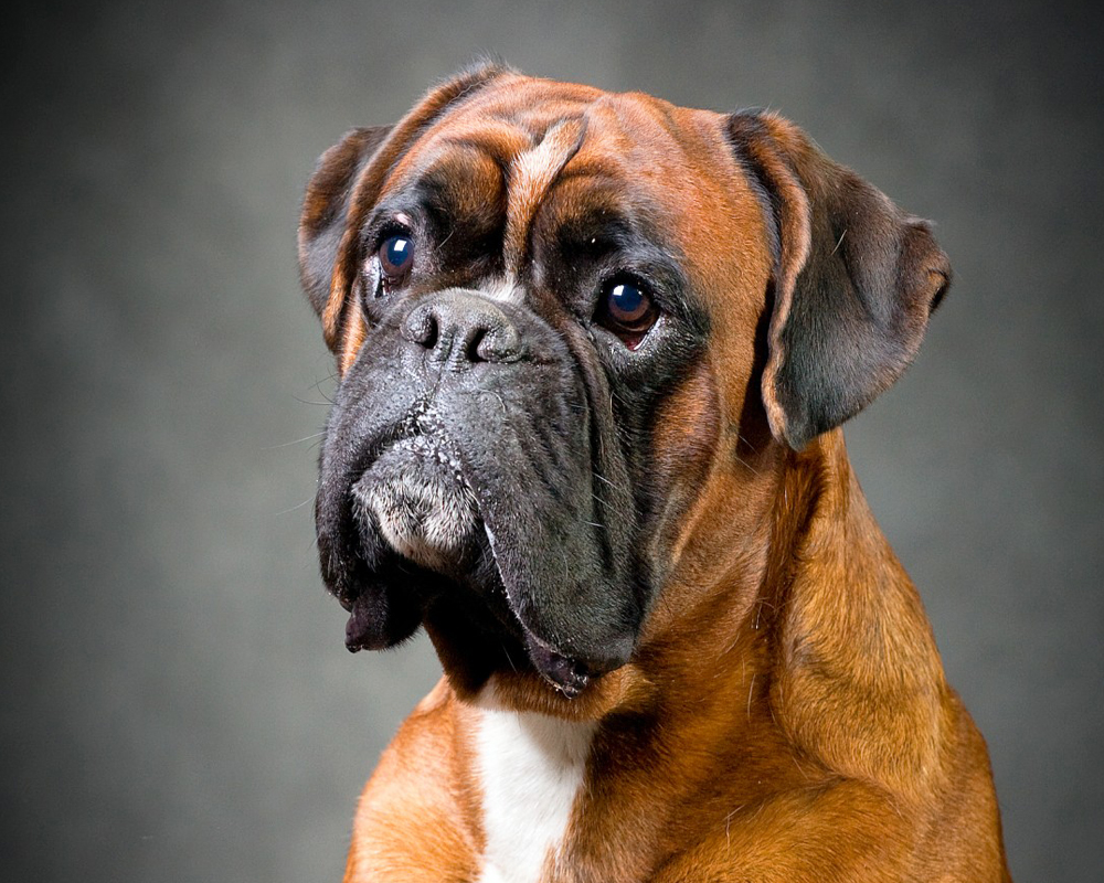 Боксер (Boxer) - очень активная, сильная и умная порода собак. Описание,  отзывы и фото породы боксёр.
