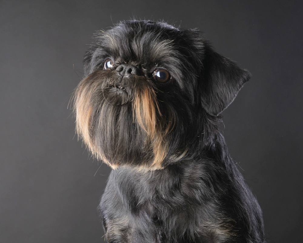 гриффон порода собак сколько стоит фото брюссельский