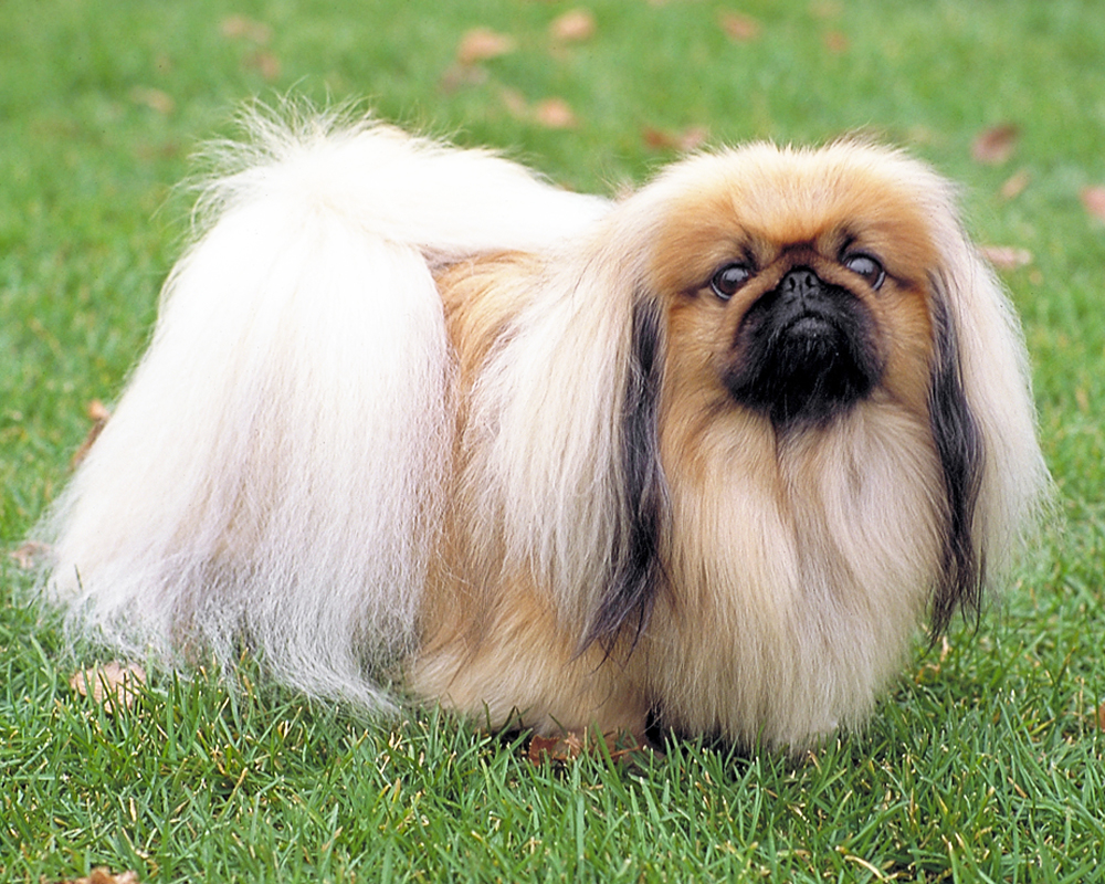 пекинес собака описание породы и характера