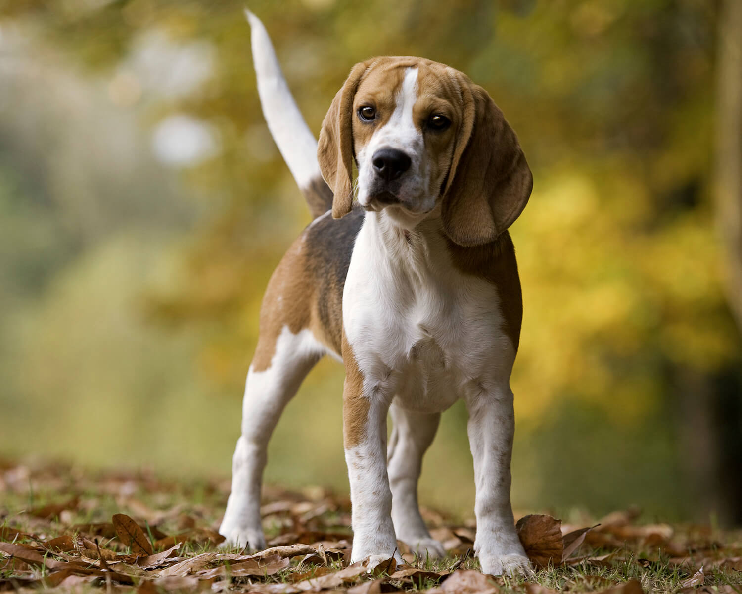Американский фоксхаунд (American Foxhound) - это спокойная, уравновешенная  и свободолюбивая порода собак. Описание, фото и отзывы.
