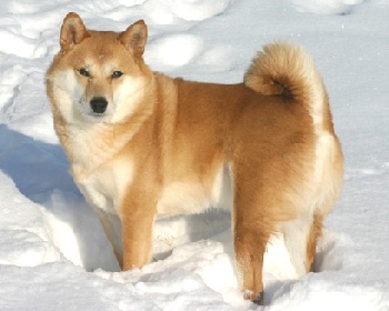 Сиба Ину (шиба ину) Shiba Inu, Japanese Shiba Inu, Japanese Small Size Dog, Shiba Ken, Shiba