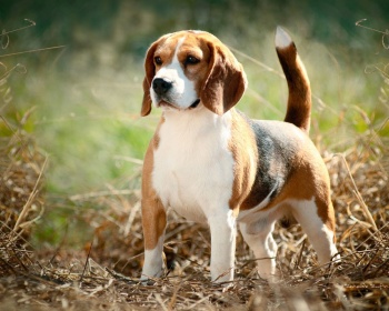 Бигль Beagle, English Beagle