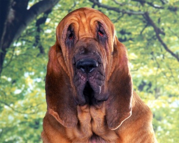 Бладхаунд Bloodhound, Chien de Saint-Hubert, St. Hubert Hound, Sleuth hound
