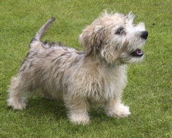 Ирландский глен оф имаал терьер (Гленс) Glen of Imaal Terrier, Irish Glen of Imaal Terrier, Glen
