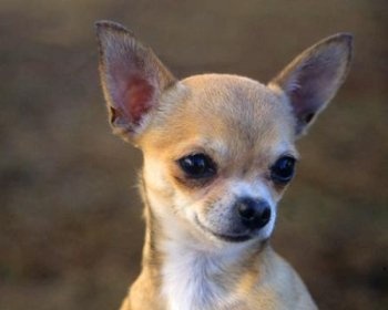 Чихуахуа Chihuahua