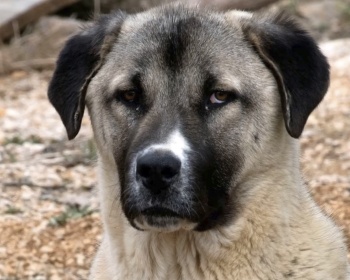 Анатолийская овчарка (турецкий кангал, карабаш) Anatolian Shepherd Dog