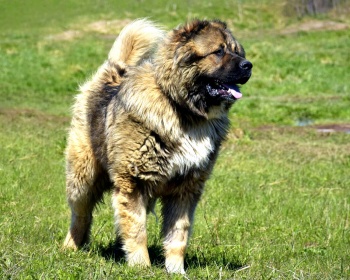 Кавказская овчарка Caucasian Shepherd Dog, Armenian Khobun, Georgia Nagazi