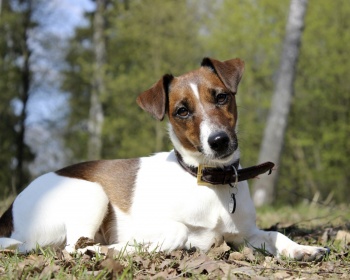 Гладкошерстный фокстерьер Smooth Fox Terrier