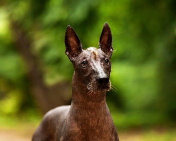 Мексиканская голая собака (ксолойтцкуинтли) Mexican Hairless Dog, Xoloitzcuintli