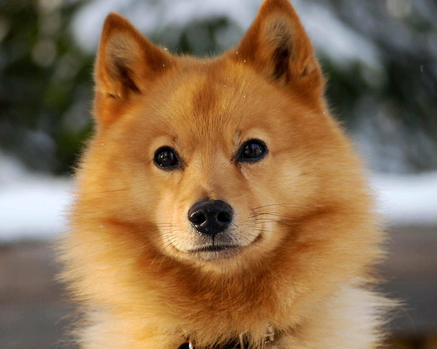 карело финская лайка характер собаки