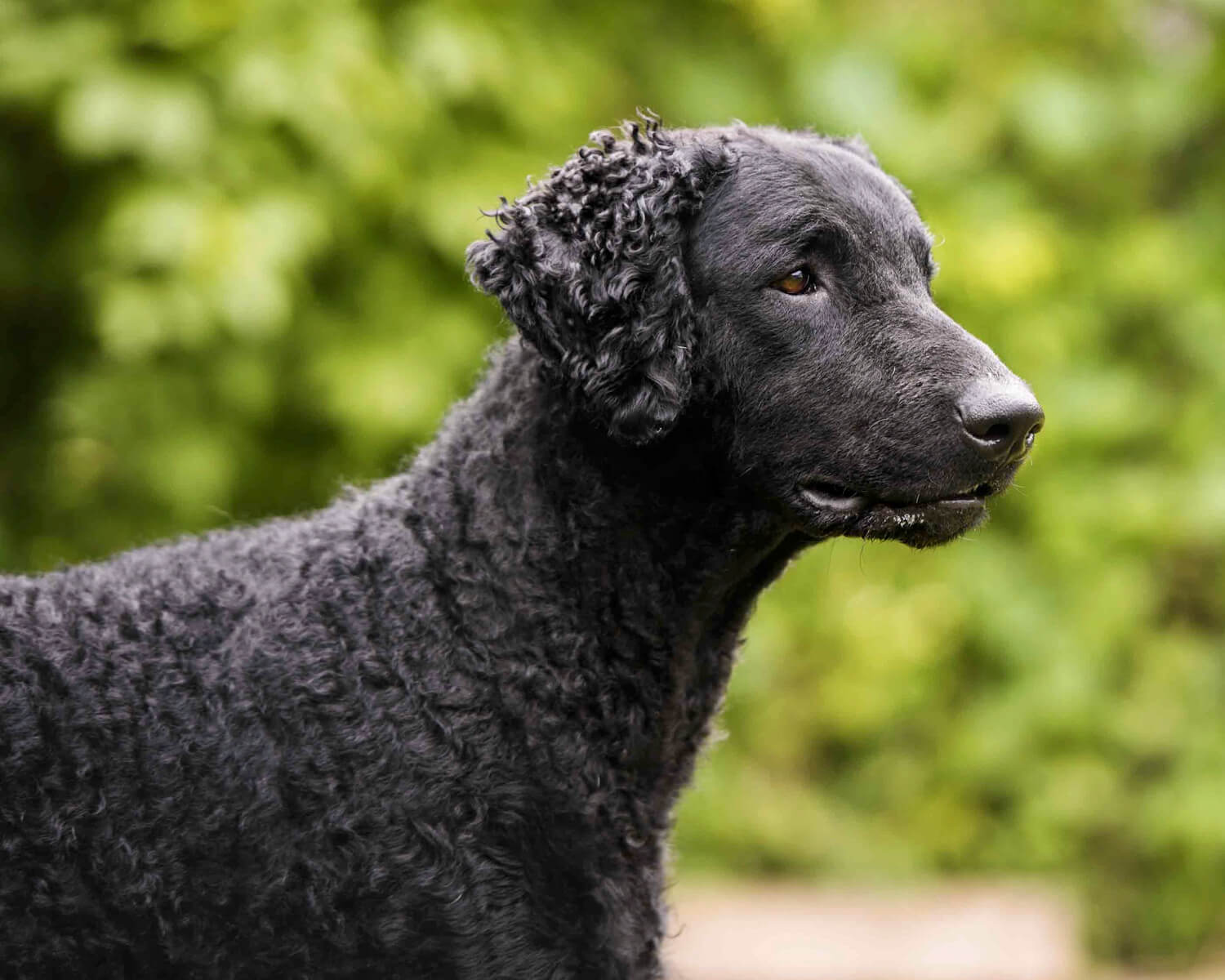 Курчавошерстный ретривер (Curly-Coated Retriever) - это умная,  самостоятельная и активная порода собак. Описание, фото и отзывы.