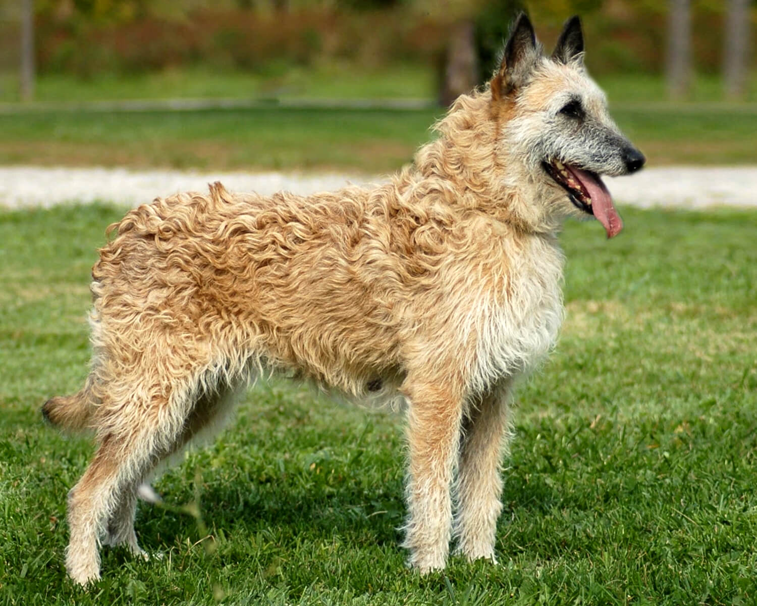 Лакенуа (Laekenois) - это активная, любознательная и добродушная порода  собак. Описание, фото и отзывы.
