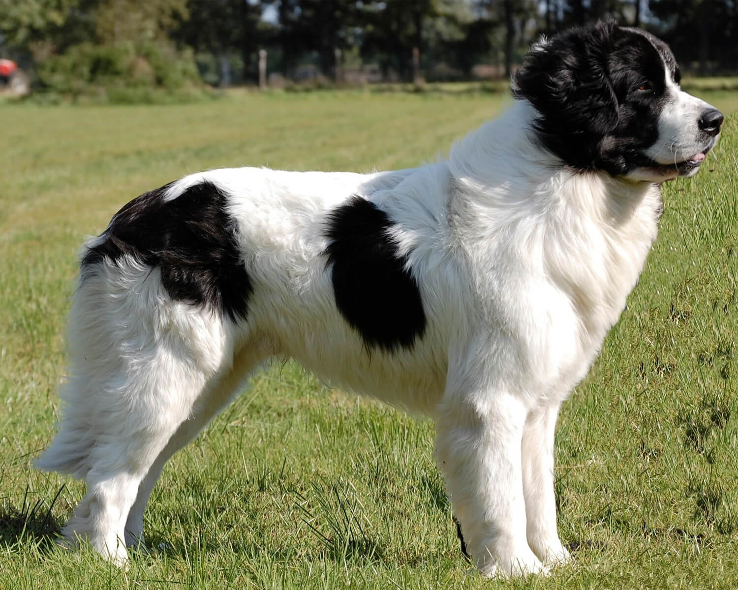 Ландсир (Landseer) - это умный, благородный и смелый пес. Описание, фото и  отзывы.