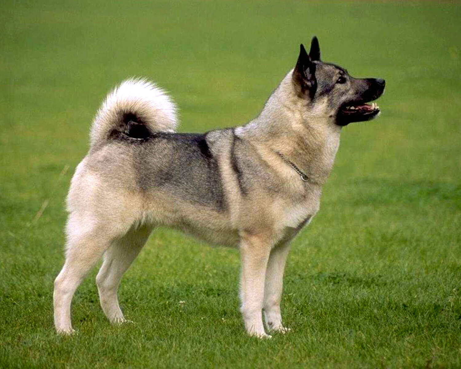 Элкхаунд (Norwegian Elkhound) - это выносливая, крепкая и надежная порода  собак. Описание, фото и отзывы.