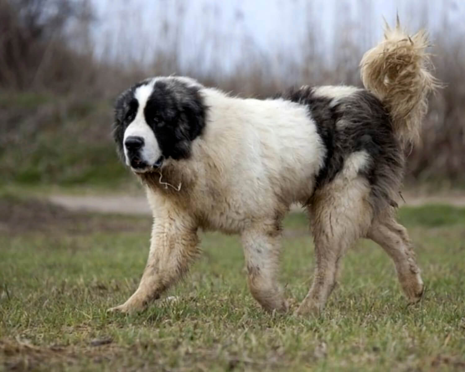 Пиренейский мастиф (Pyrenean Mastiff) - это сильная, спокойная и  добродушная порода собак. Фото, описание и отзывы.