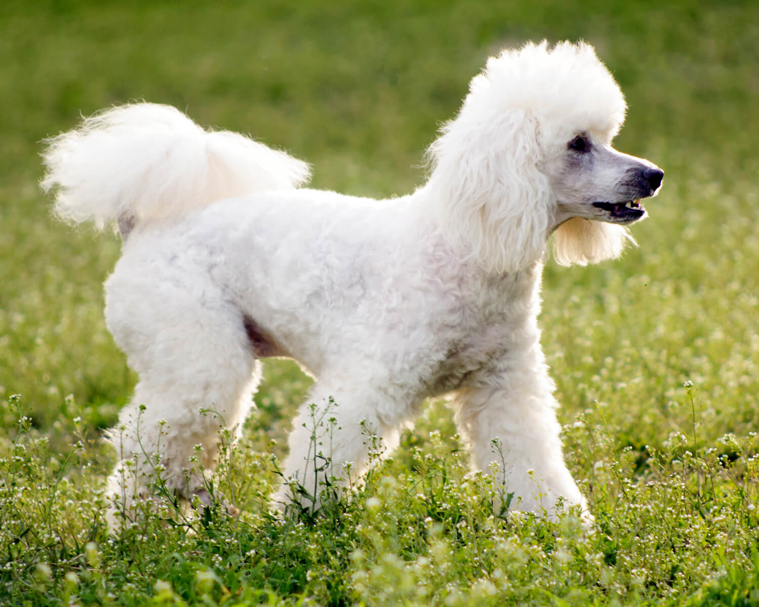 Пудель (Poodle) - элегантная, гордая, умная порода собак. Фото пуделя,  описание породы, цены, отзывы владельцев
