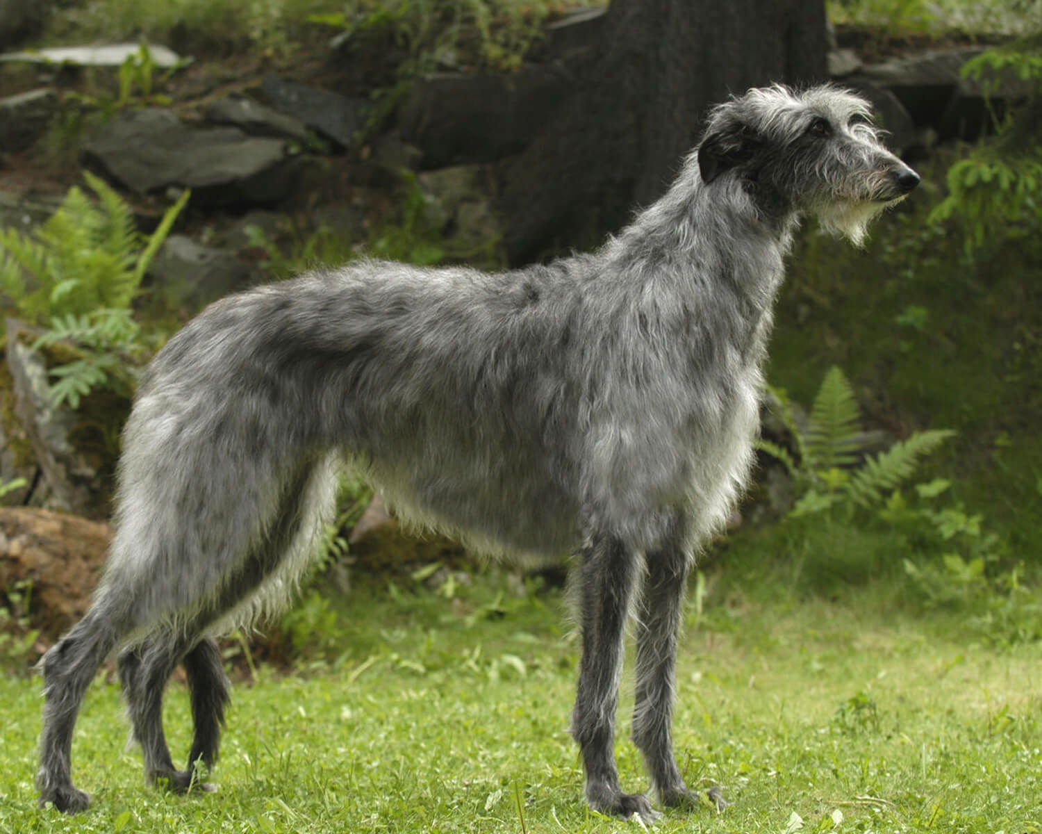 Шотландская борзая (Scottish Deerhound) - это умная, смелая и ласковая  порода собак. Описание, фото и отзывы.