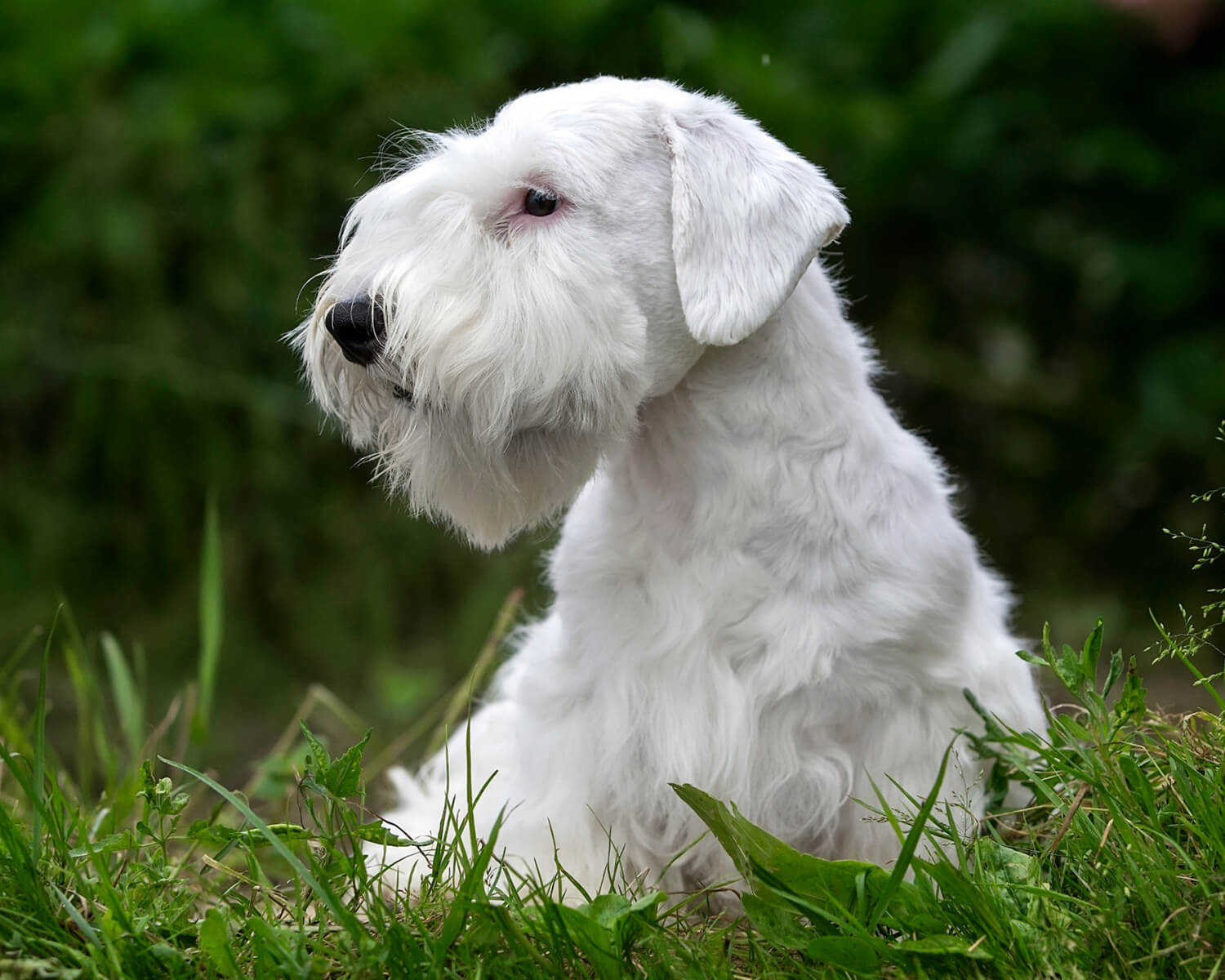 Силихем-терьер (Sealyham Terrier) - это умная, смелая и активная порода  собак. Фото, описание и отзывы.