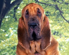 Бладхаунд Bloodhound, Chien de Saint-Hubert, St. Hubert Hound, Sleuth hound