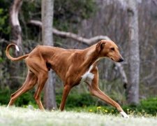 Азавак (африканская гончая) Azawakh, African hound