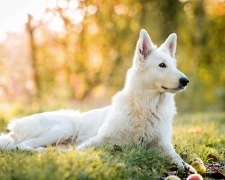 Белая швейцарская овчарка White Swiss Shepherd Dog
