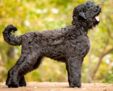 Русский черный терьер Black Russian Terrier
