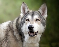 Волкособ (собака волк) Wolfdog