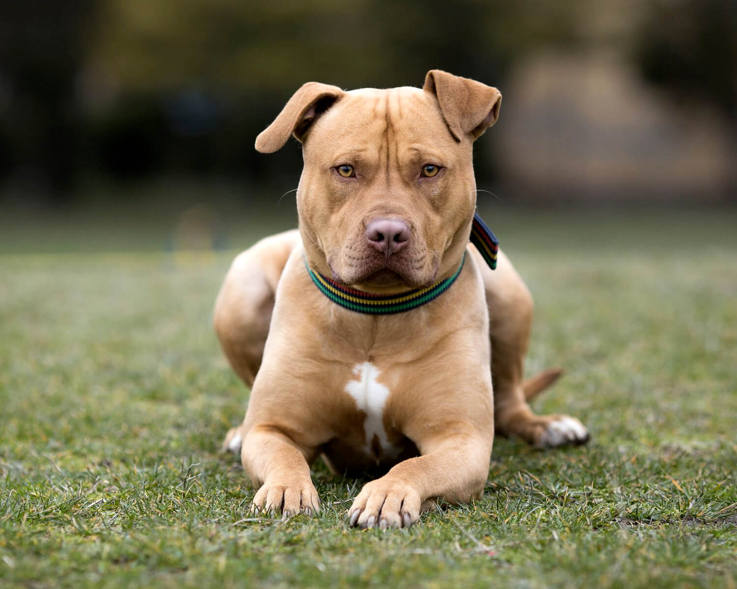 Стаффордширский бультерьер - это умная, надежная и мощная порода собак.  Фото, описание, отзывы.