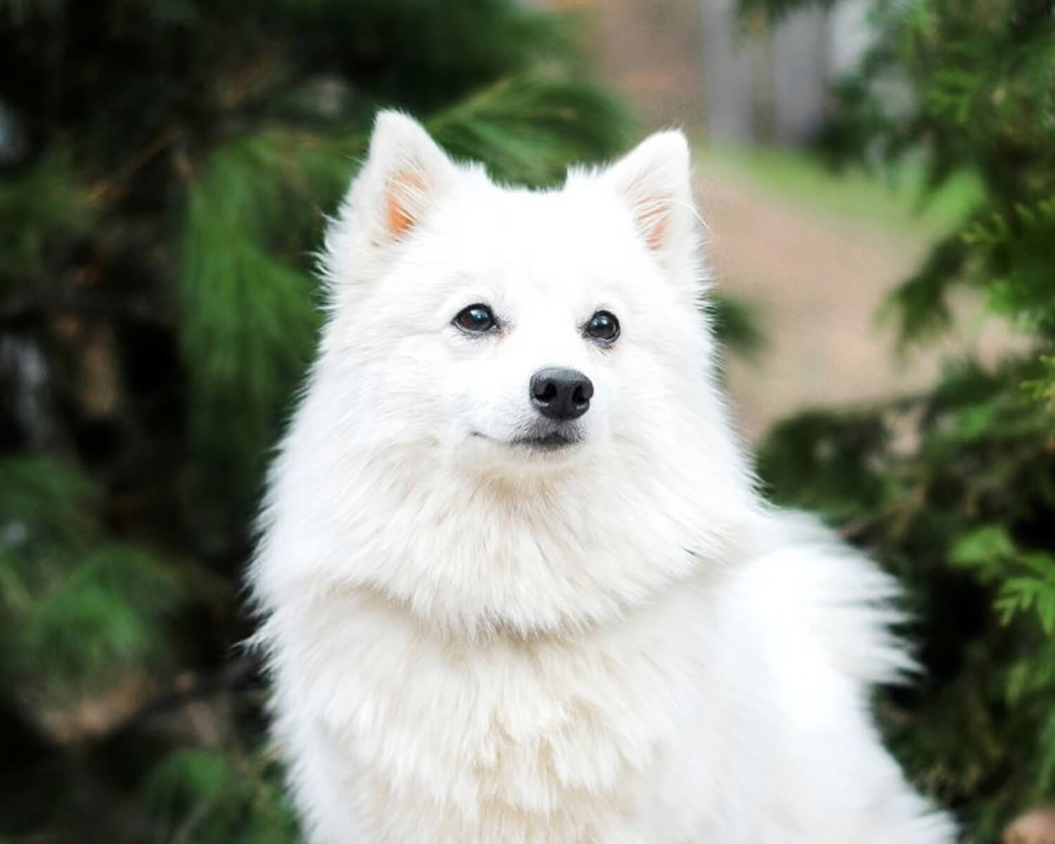 Японский шпиц (Japanese Spitz) - активная, преданная и очень игривая порода  собак. Фото, описание и отзывы.