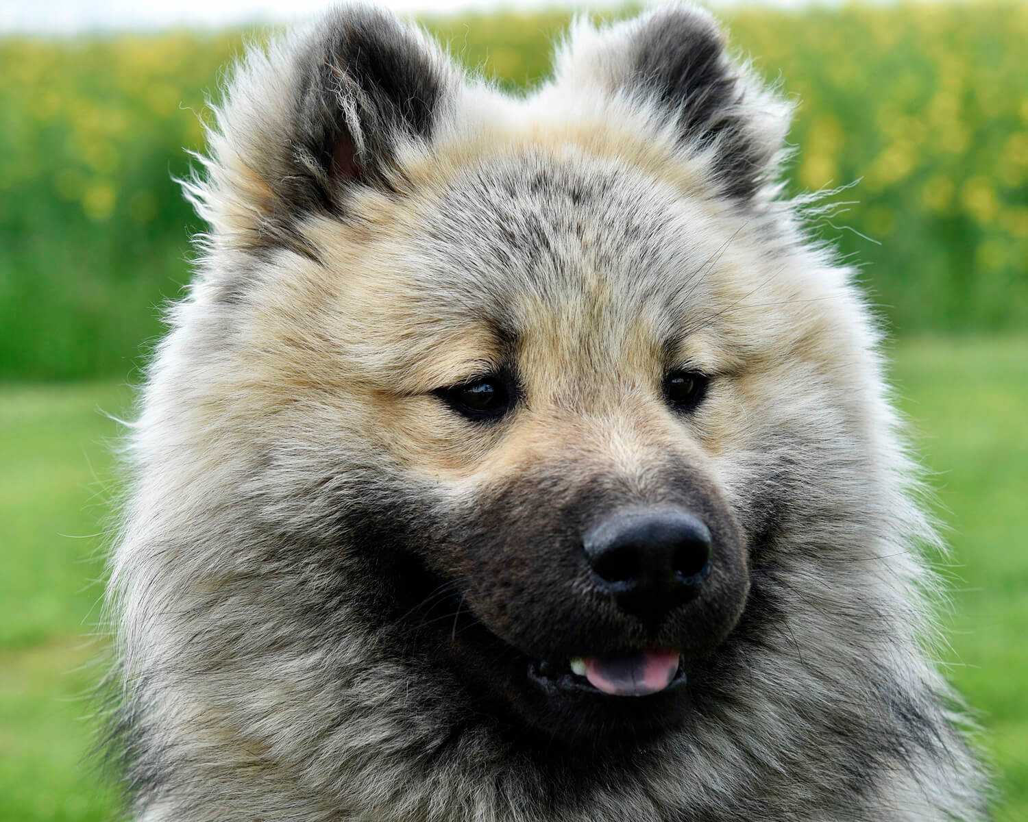 Евразиер (Eurasier) - это дружелюбная, преданная и очень редкая порода собак.  Описание, фото и отзывы.