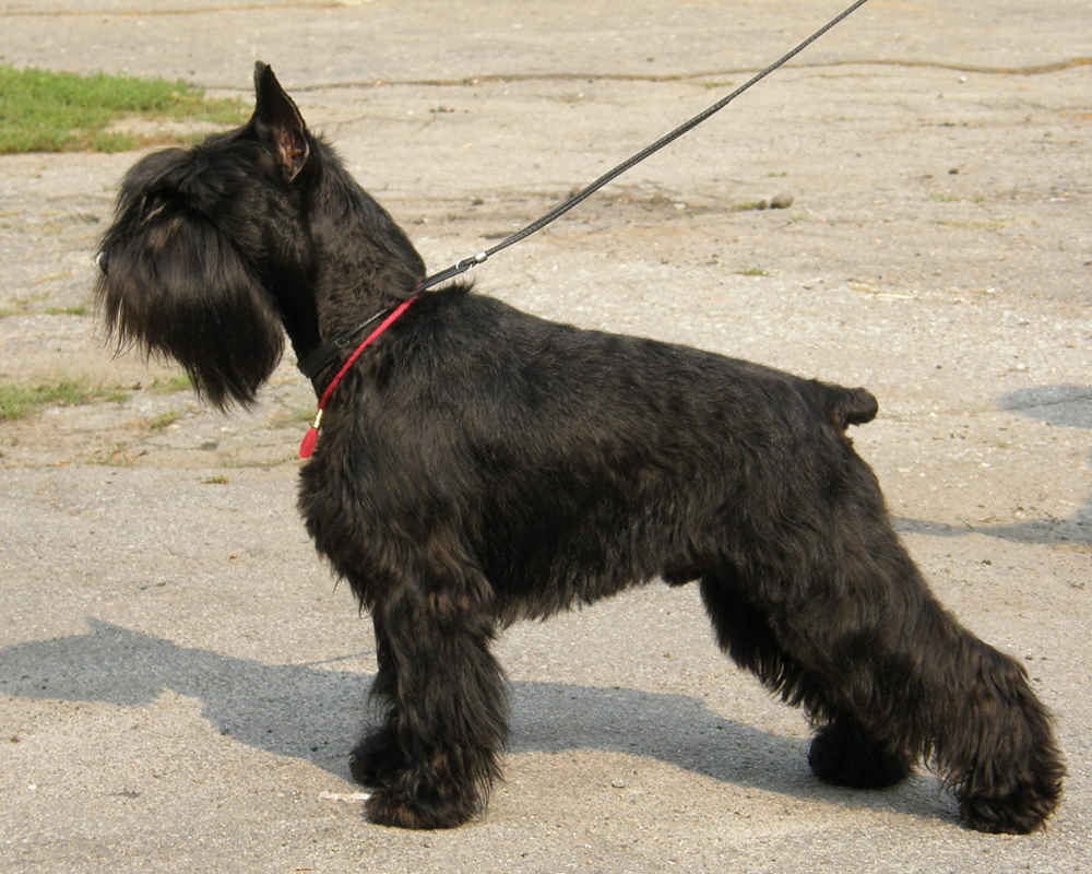 Цвергшнауцер (Zwergschnauzer) - игривая, любознательная и компанейский порода  собак. Описание, фото и отзывы.