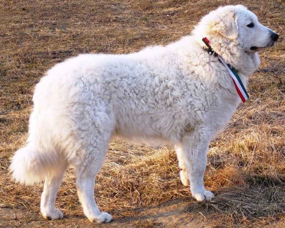 Кувас (Kuvasz) - это большая, умная и смелая порода собак. Фото, описание и  отзывы о породе.