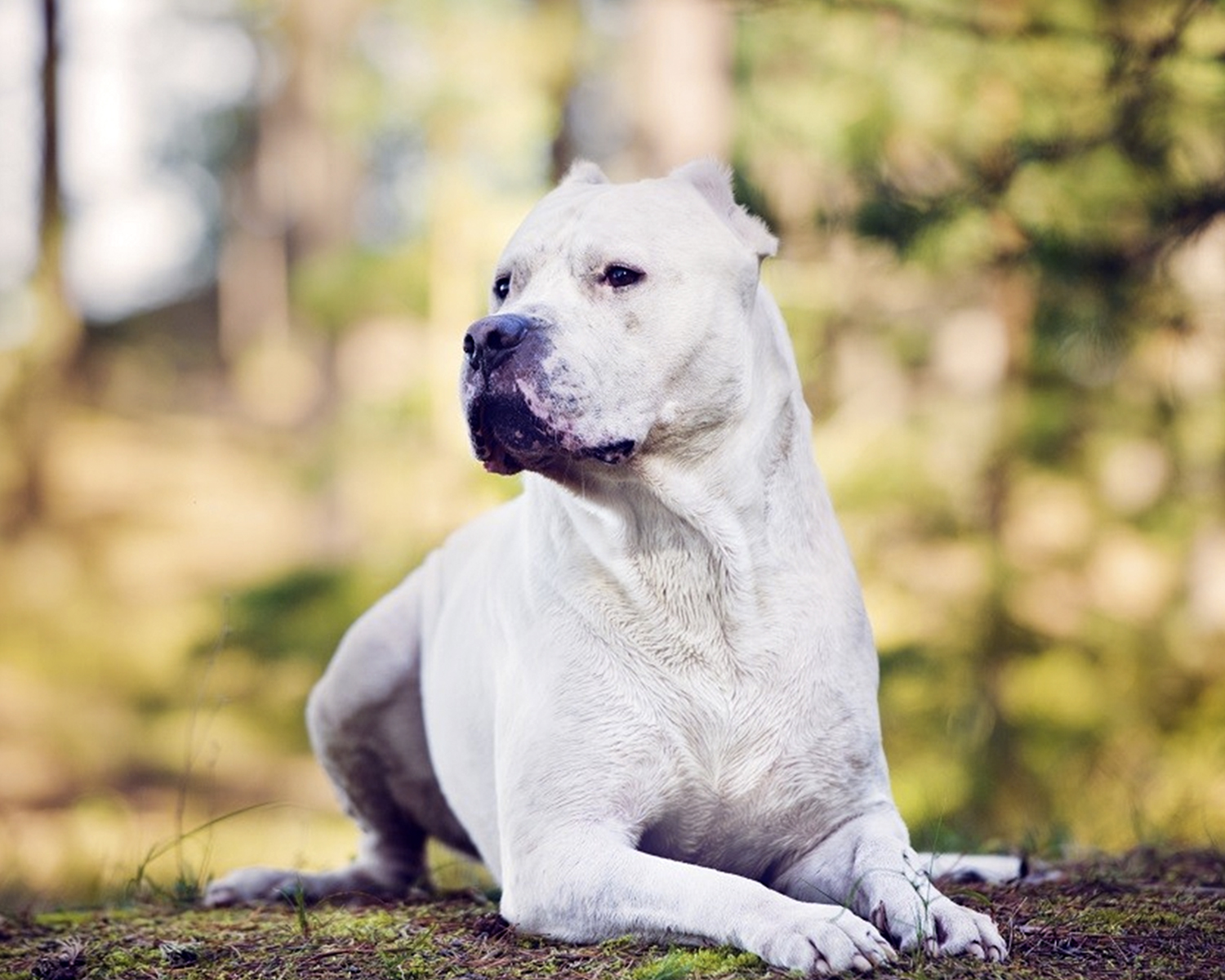Аргентинский дог