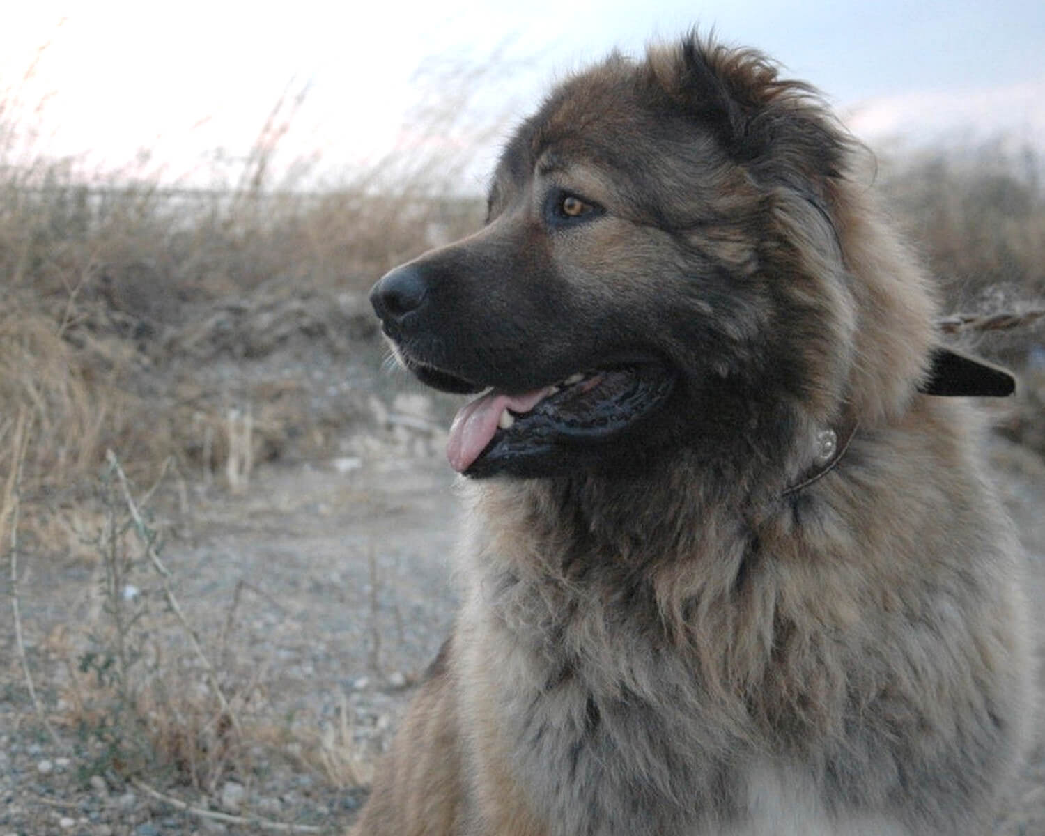 https://petsi.net/images/dogphotos/caucasian-shepherd-dog.jpg