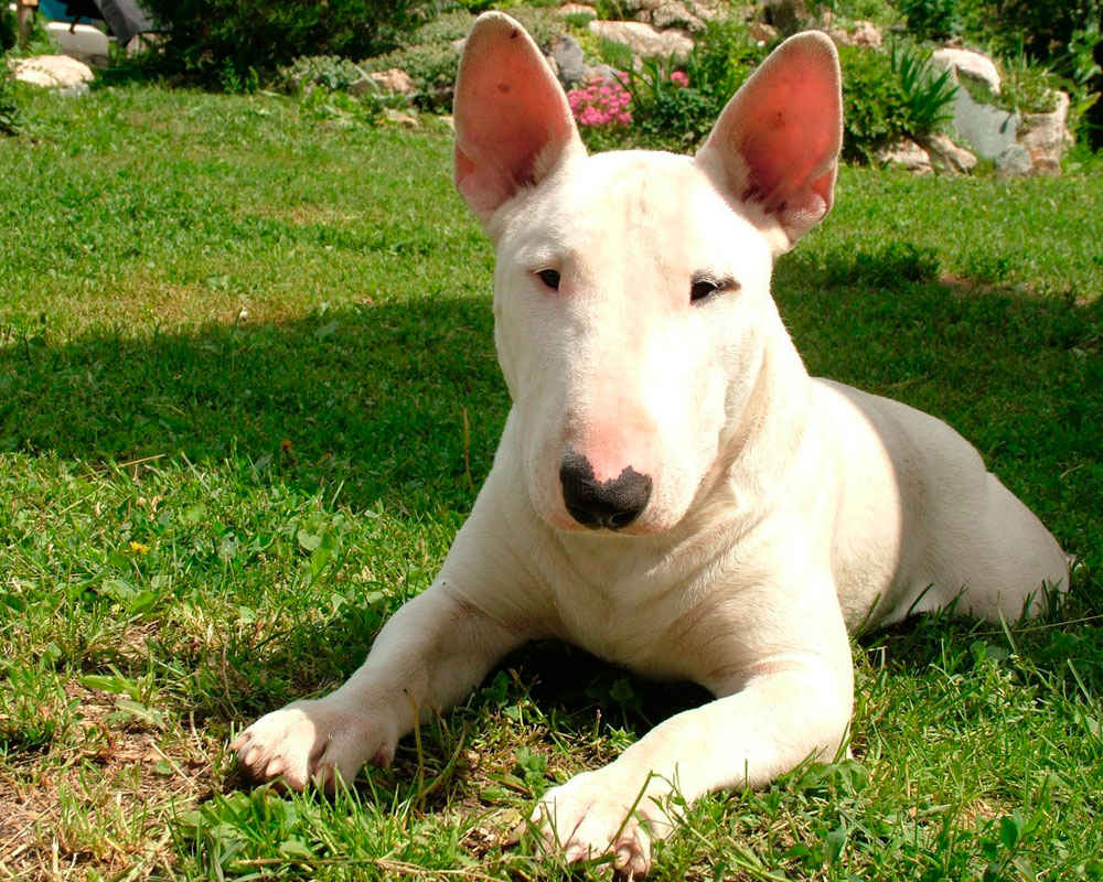 Бультерьер (Bull terrier) - это смелая, мощная и очень выносливая порода  собак. Описание, фото, отзывы о породе.