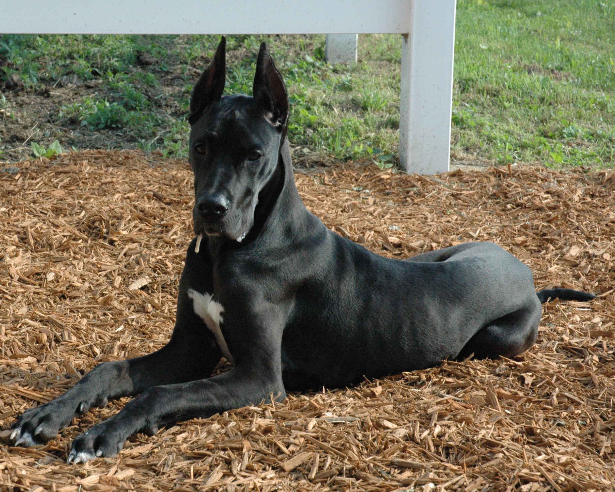 Немецкий дог (Great Dane) - это добродушная и открытая к человеку порода собак. Фото, описание и отзывы владельцев.