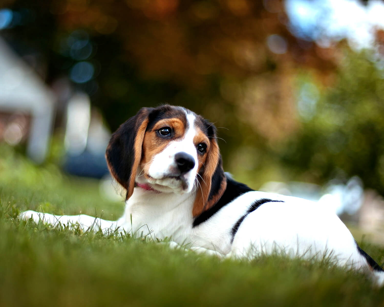 Английский фоксхаунд - это идеальная собака-охотник, веселый и активный  друг семьи.