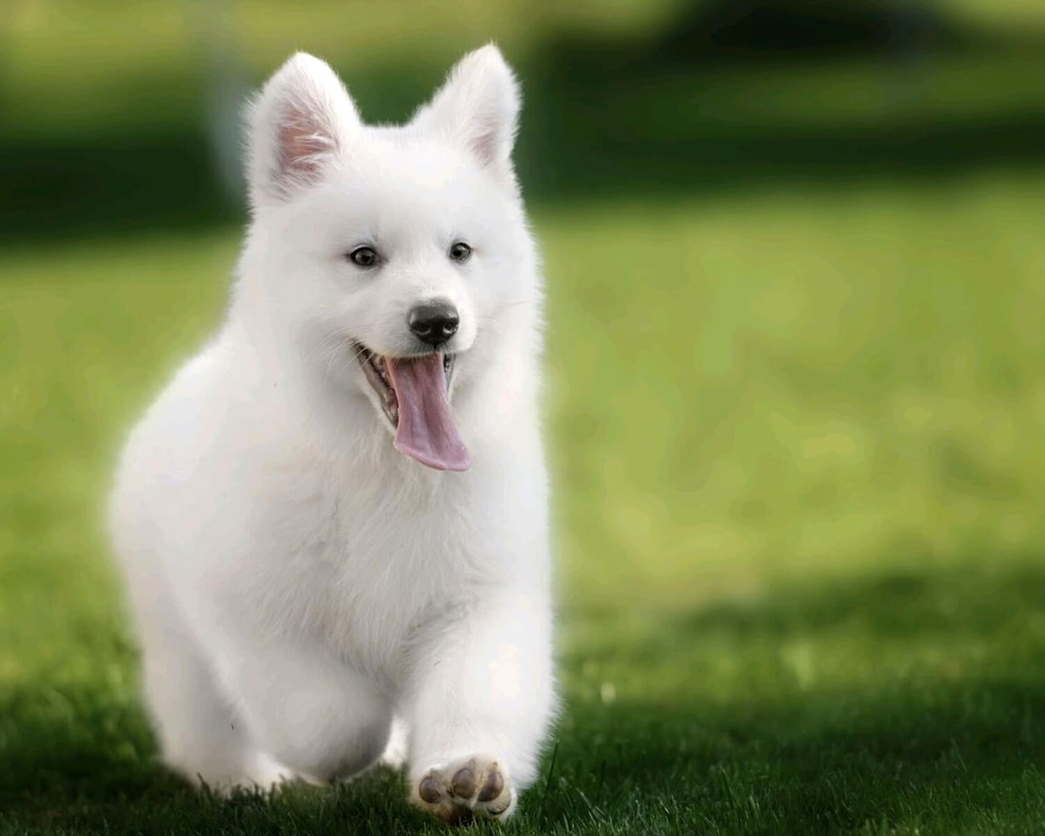 Белая швейцарская овчарка - это сильная, умная и уверенная в себе собака.