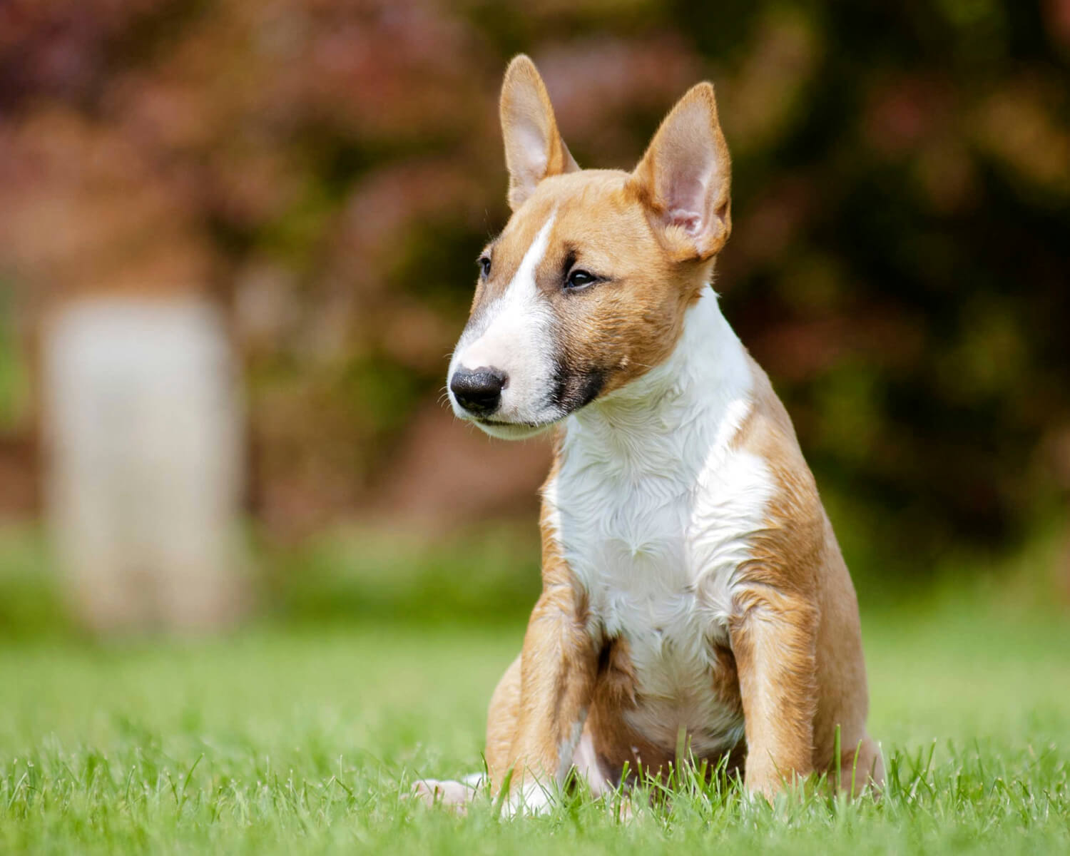 Бультерьер миниатюрный (Miniature Bull Terrier) - это игривый, смелый и  энергичный пес. Описание, фото, отзывы.