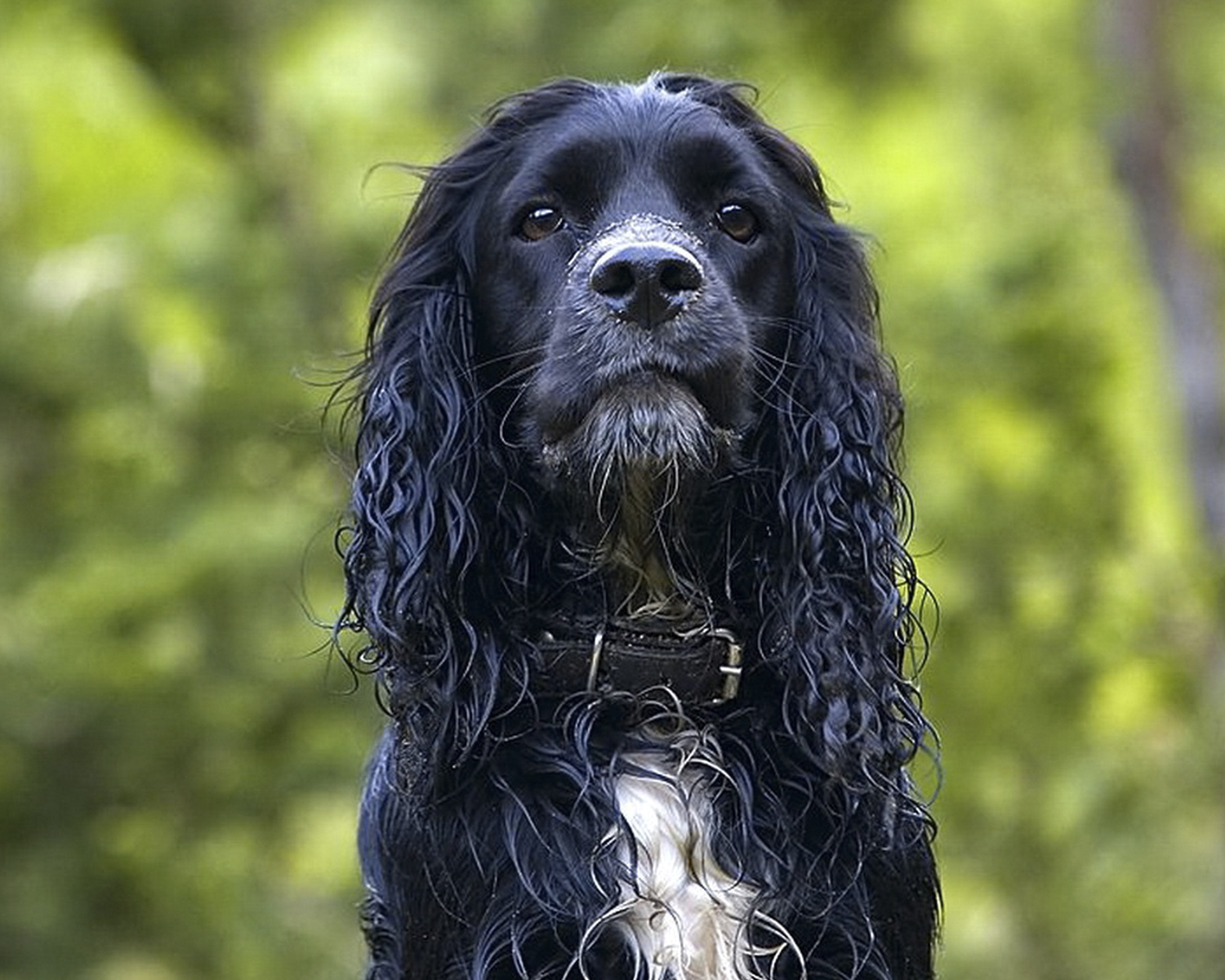 Русский охотничий спаниель (Russian Spaniel) - это добродушная, преданная и  надежная порода собак. Описание, фото и отзывы.